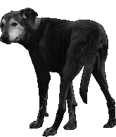 the brown dog :: company mascot